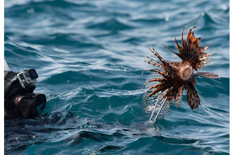 Lionfish have spread from the Red Sea into the Mediterranean