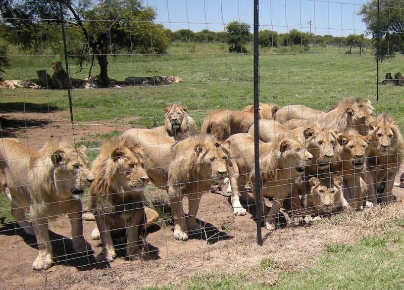 Lions are still being farmed in South Africa for hunters and tourism—they shouldn't be