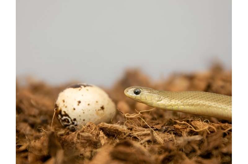Little African snake can swallow biggest prey relative to its size