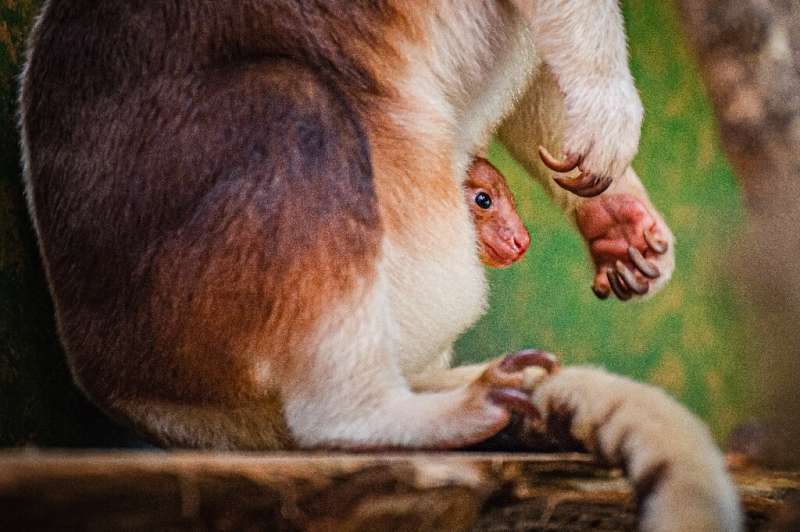 Little is known about tree kangaroos' development