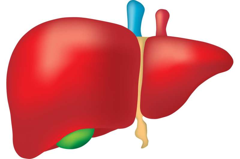 liver organ