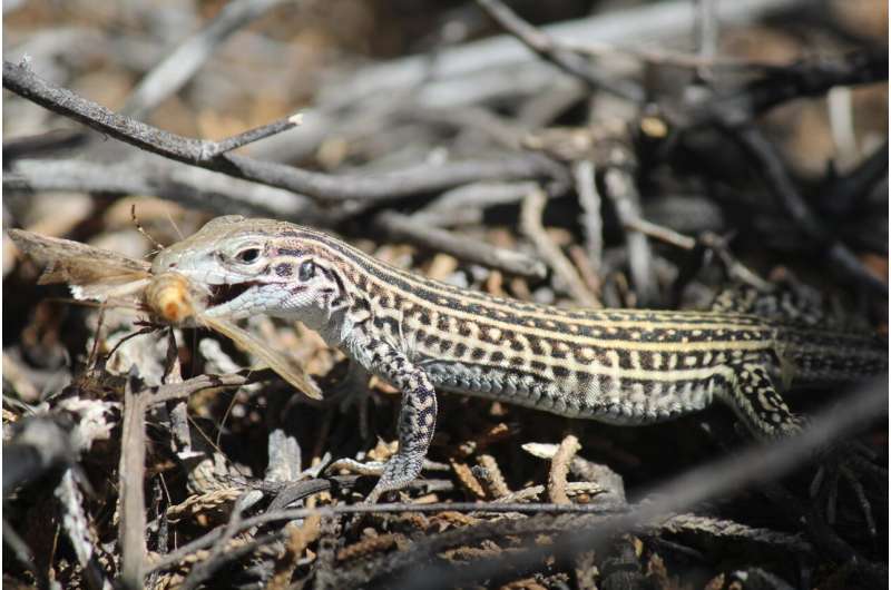 Lizards at US Army installation are stress eating during flyovers