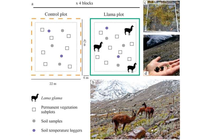 Llamas help mitigate effects of climate change