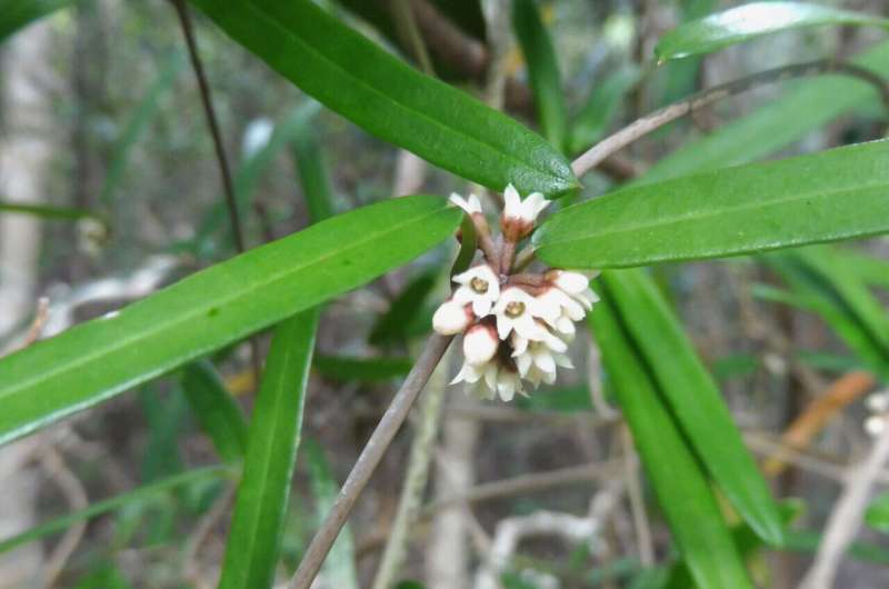 Local TV report on New Caledonia leads to discovery of a new plant species