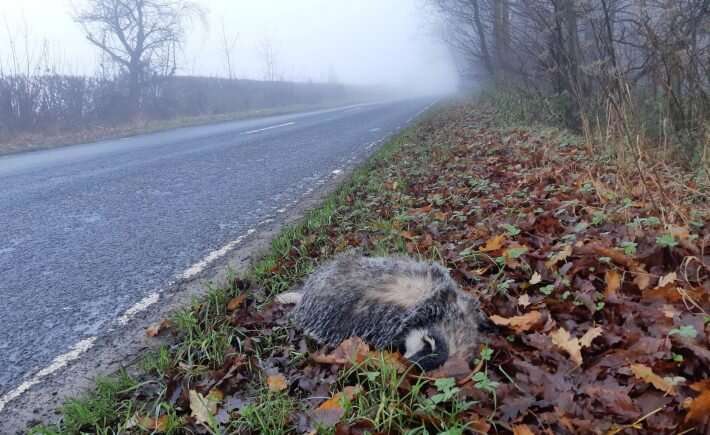 Lockdowns revealed the British wildlife most at risk of becoming roadkill