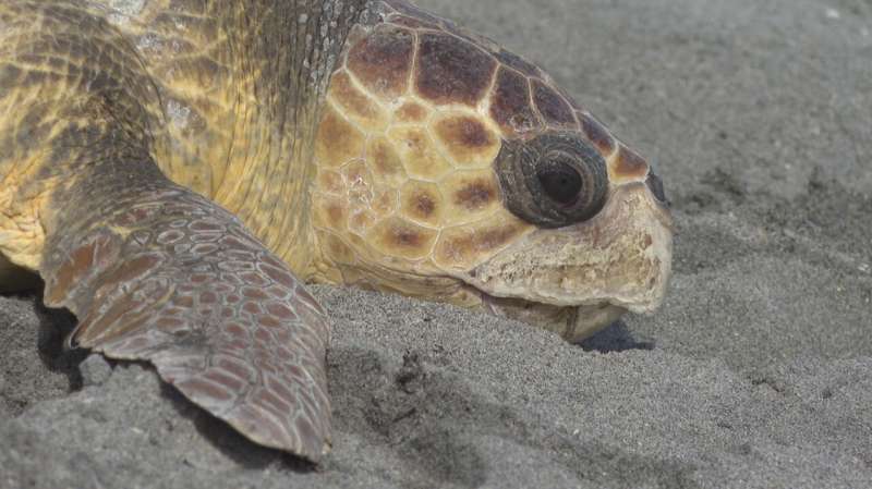 Loggerhead sea turtle released after rehabbing in Florida