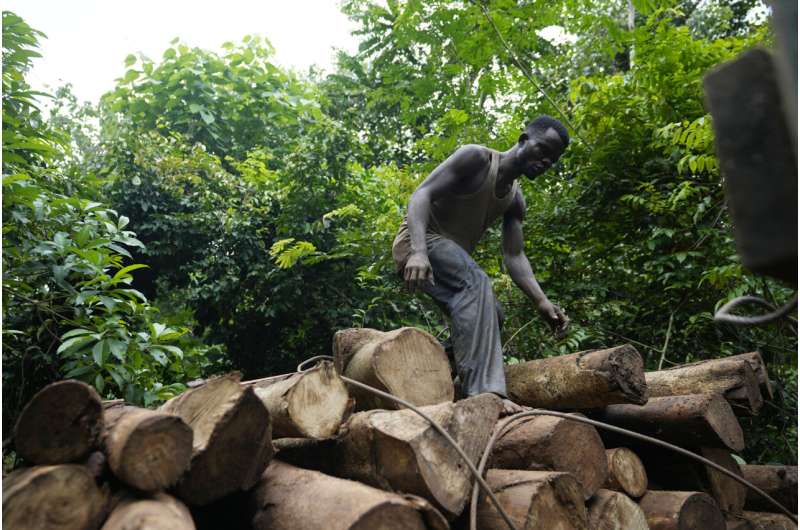 Logging is growing in a Nigerian forest home to endangered elephants. Rangers blame lax enforcement