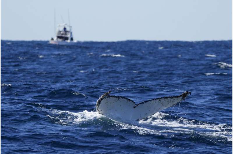 Lonely tunes: Humpback whales wail less as population grows