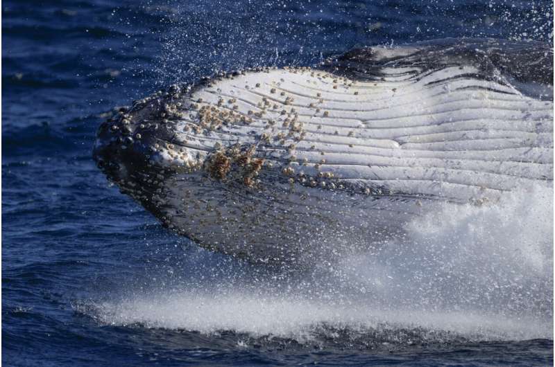 Одинокие мелодии: с ростом популяции горбатые киты воют меньше