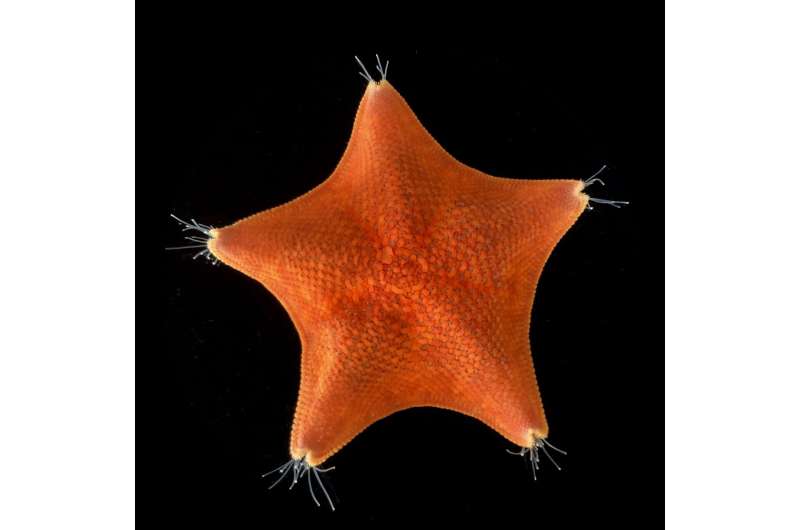 Long presumed to have no heads at all, sea stars may be nothing but