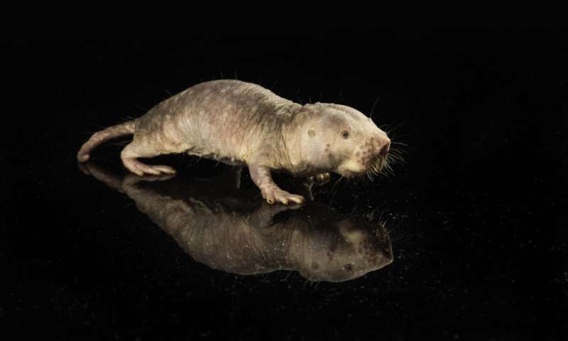 Longevity gene from naked mole rats extends lifespan of mice