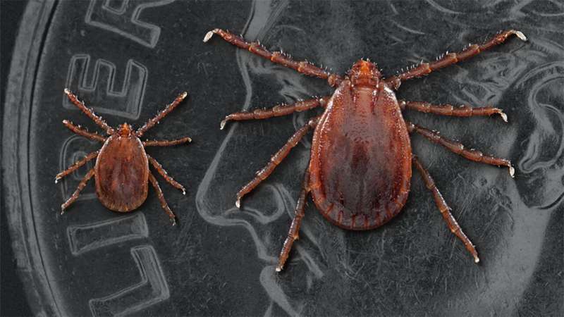Longhorned ticks discovered in Boone County for first time, MU researchers find