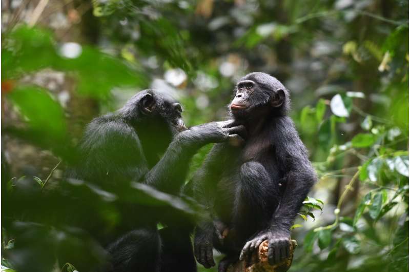Love thy neighbor: Cooperation extends beyond one's own group in wild bonobos