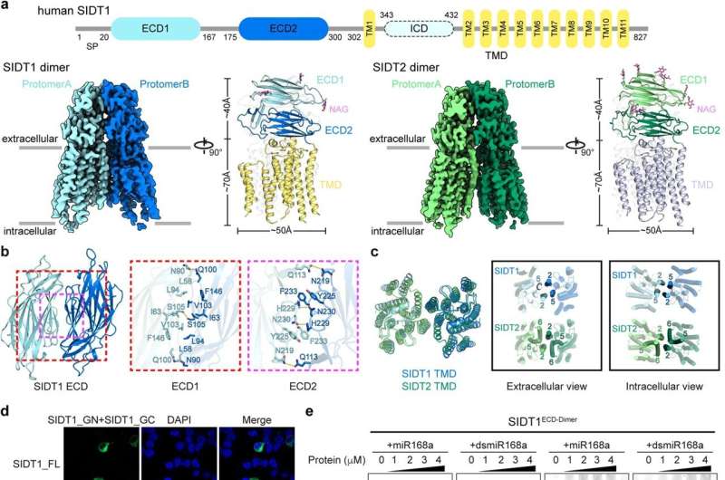 Low-pH-dependent RNA binding and oligomerization of SID-1 transmembrane family proteins: implications for RNA transport