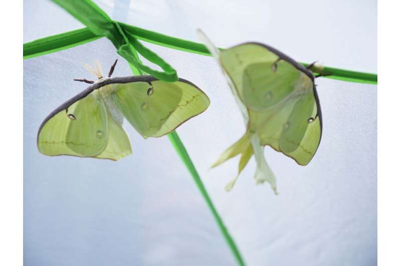 Luna moths found to use their tails solely for bat evasion
