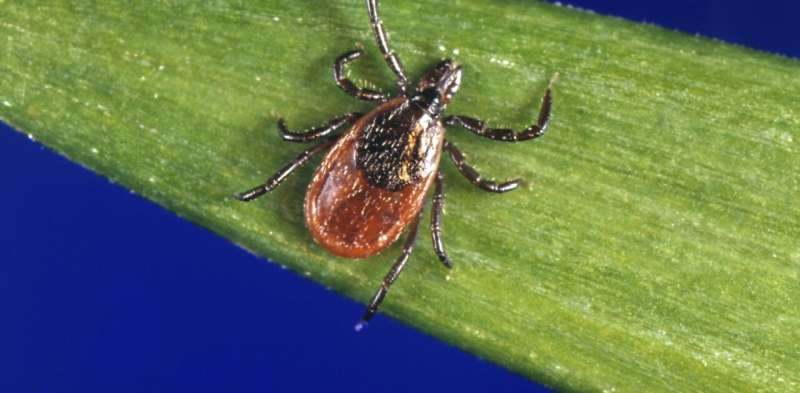 Lyme disease: The pathogen's cunning strategies for persistent infection offer clues for vaccine development