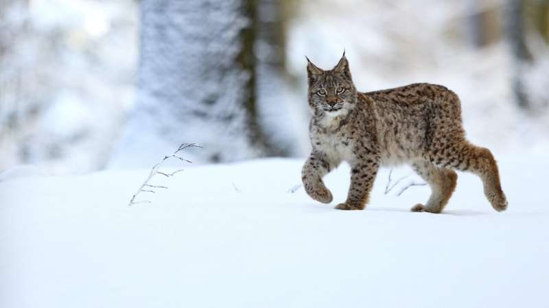 Lynxes and vultures offer insights for European wildlife conservation