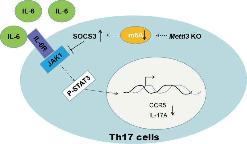 m6A mRNA modification potentiates Th17 functions to inflame autoimmunity