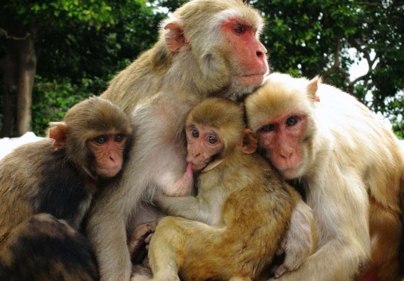 Macaque monkeys shrink their social networks as they age—research suggests evolutionary pattern seen in elderly people