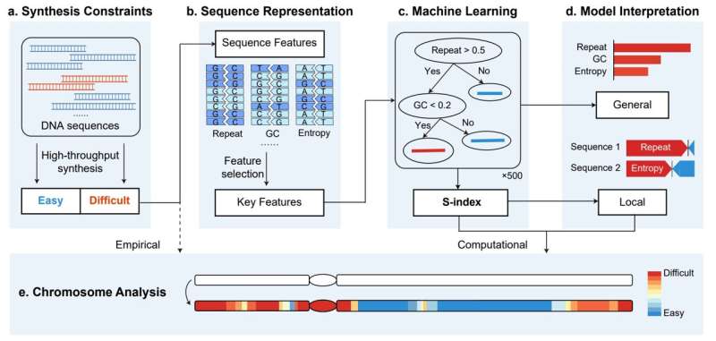 Machine learning-aided scoring of synthesis difficulties for designer chromosomes
