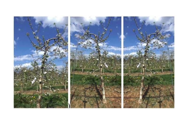 Developed a machine vision system that can identify the position of kingflowers in apple trees