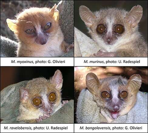 Madagascar mouse lemur retroviruses are diverse, similar to ones found in polar bears or domestic sheep