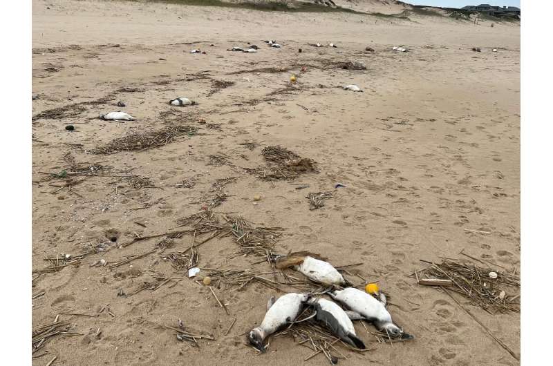 Magellanic penguins also turned up dead along Juanita Beach in Uruguay's Maldonado Department