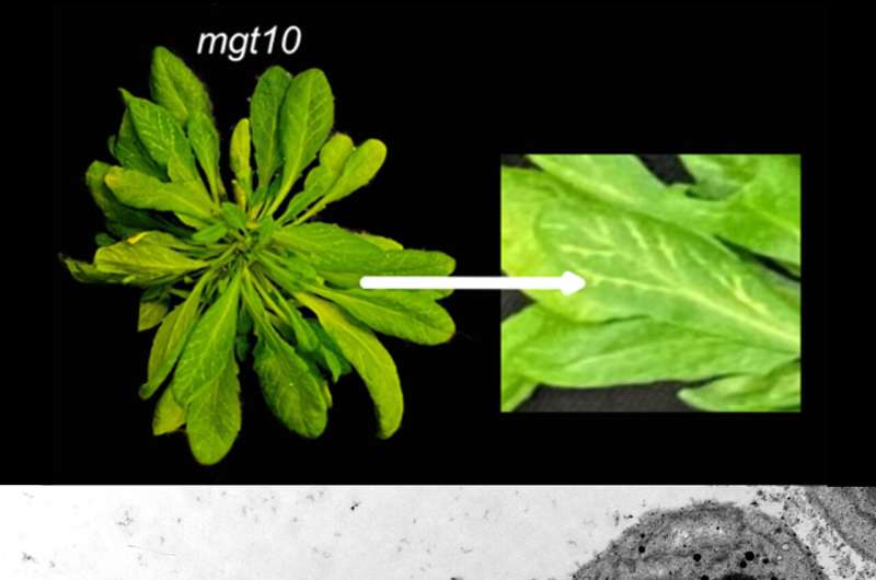 Magnesium deiciency is detrimental to plants