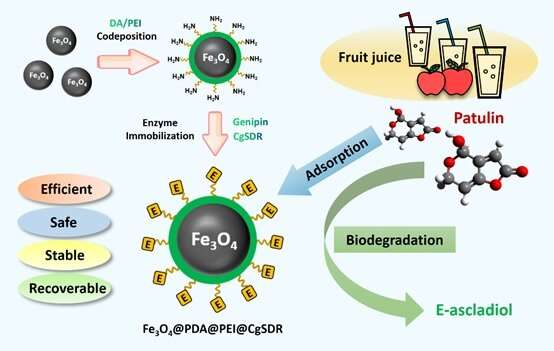 Magnetic recoverable enzyme formulation removes mycotoxin from fruit-derived products