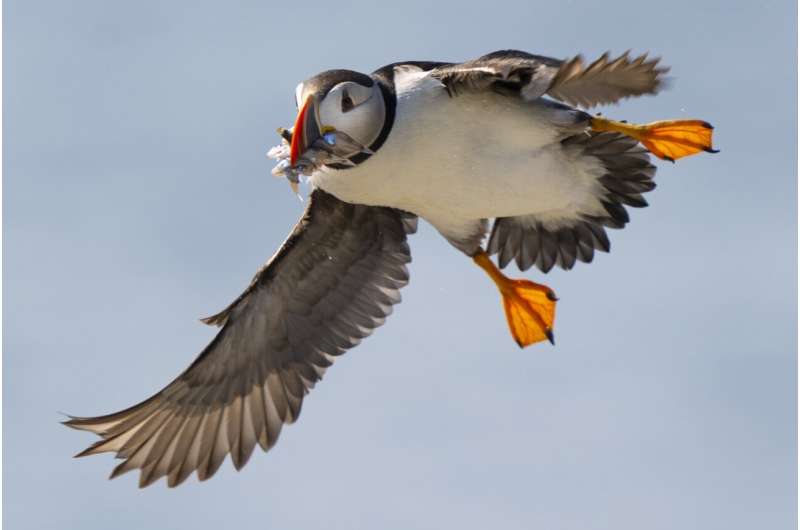 Maine's puffin colonies recovering in the face of climate change