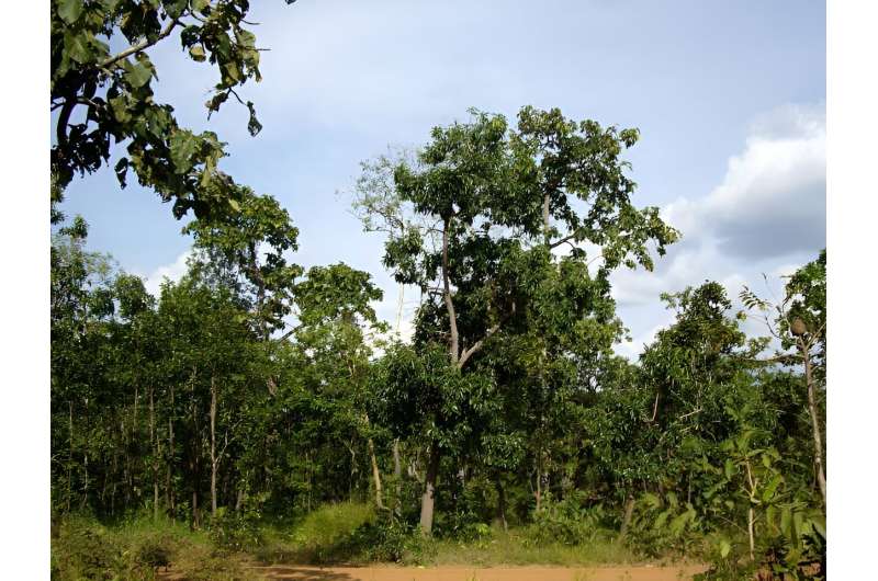 'Maintain Asian forest diversity to avoid climate change impact'