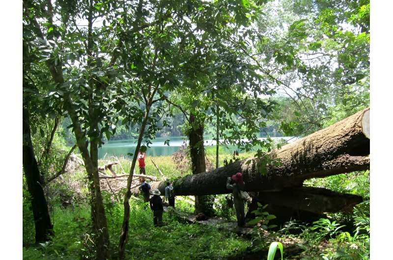 'Maintain Asian forest diversity to avoid climate change impact'