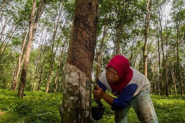 Major palm oil companies broke their promise on No Deforestation—recovery is needed