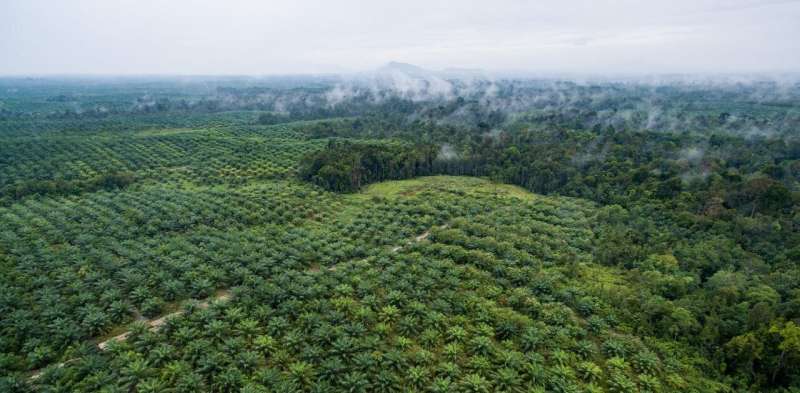 Major palm oil companies broke their promise on No Deforestation—recovery is needed