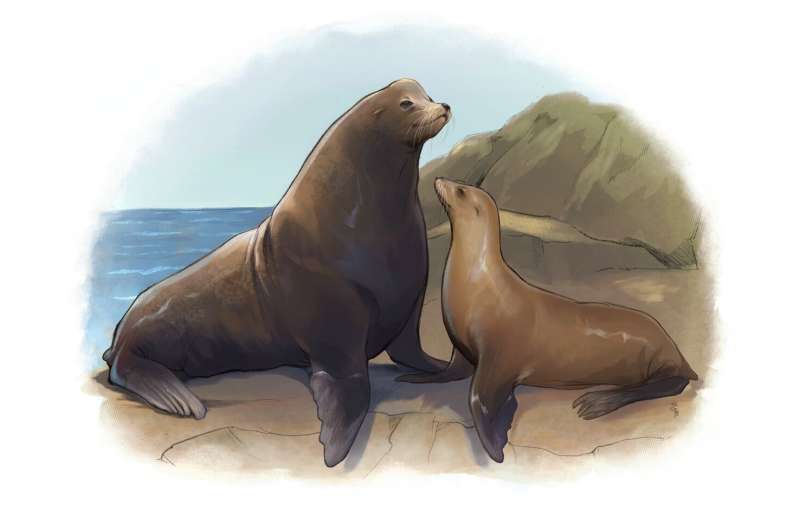 Male California sea lions are becoming bigger and better fighters as their population rebounds