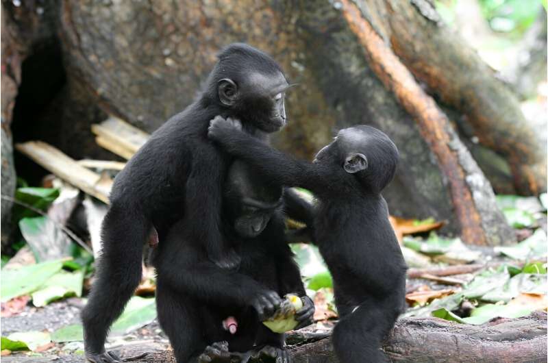 Male crested macaques more likely to respond to screams from their own offspring, study finds