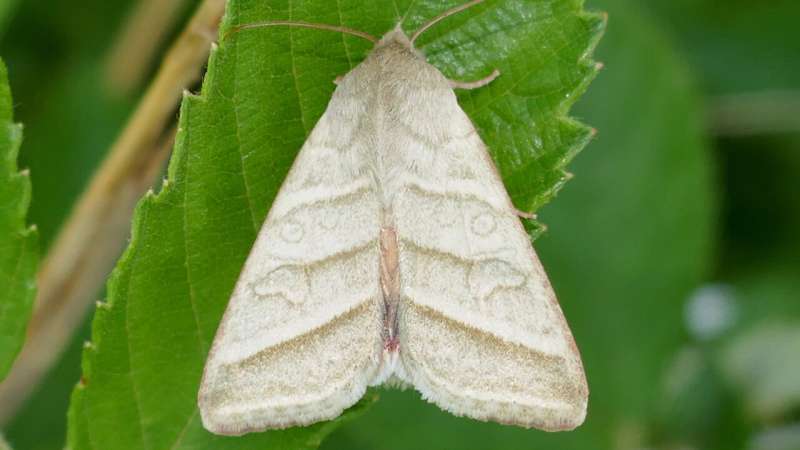 Male moth 'aphrodisiac' revealed