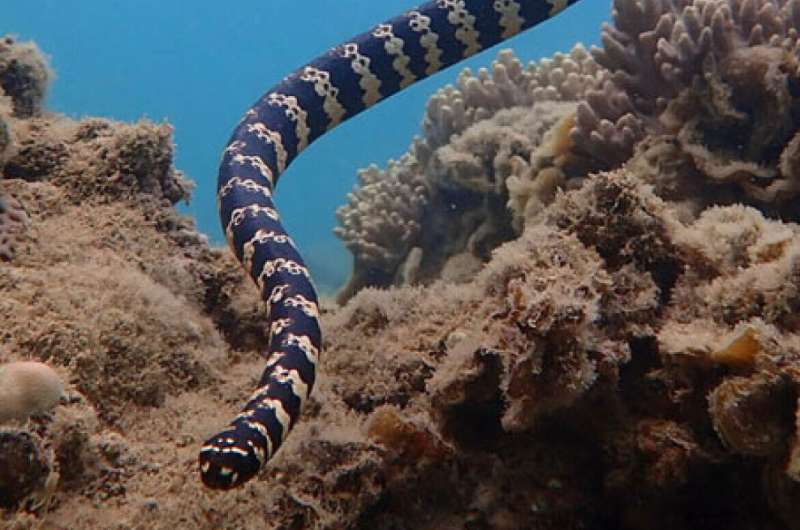 Male sea snakes may have evolved bigger eyes to help them find a mate