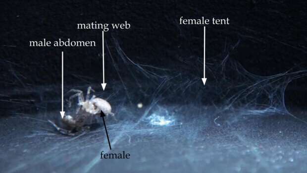 Male wall spiders build literal, tubular love nests to court females
