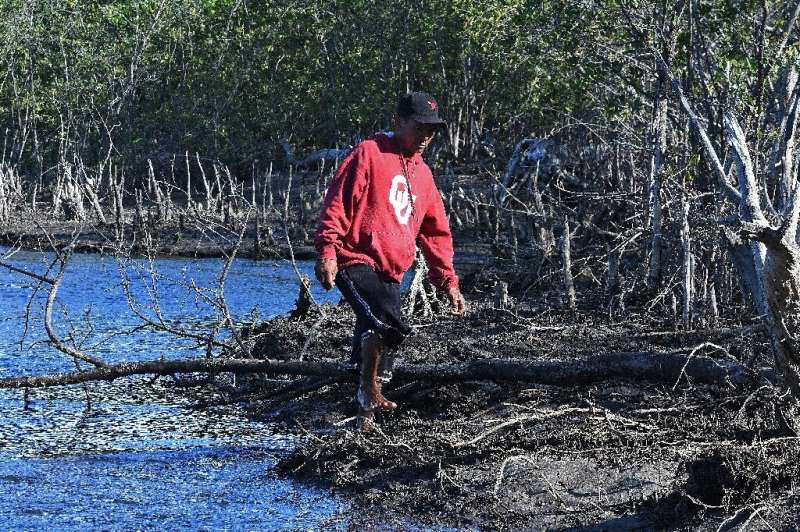 Los manglares no solo sustentan la vida marina, sino que también ayudan a atrapar el dióxido de carbono que calienta el planeta y protegen las costas de las tormentas y las olas.