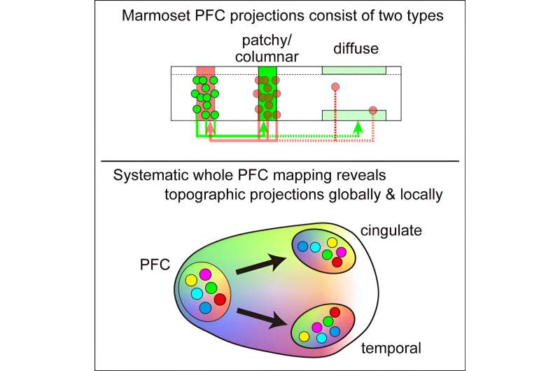 Mapping connections of the marmoset prefrontal cortex