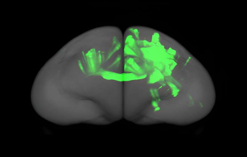 Mapping connections of the marmoset prefrontal cortex
