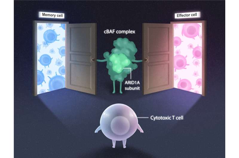 Mapping the development of infection-fighting immune cells