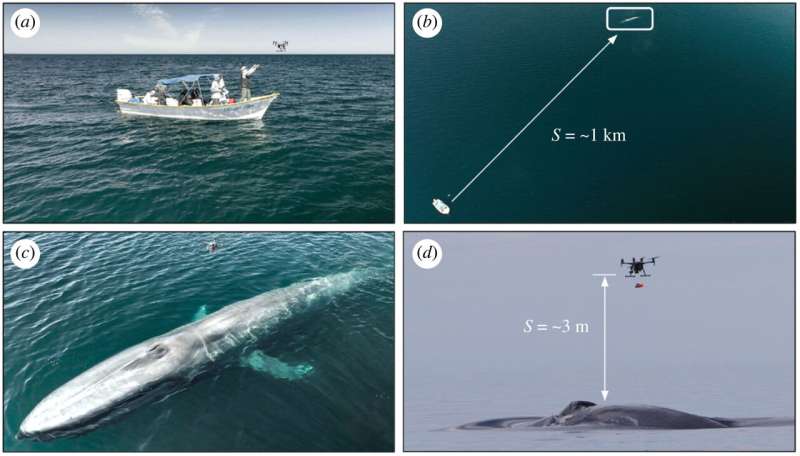 Marine biologists use drones to affix suction cup tags to whales to prevent upsetting them
