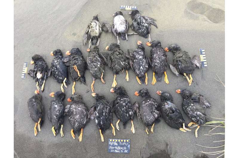 Marine heat waves caused mass seabird die-offs, beach surveys show