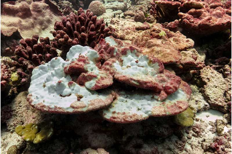 Marine heatwave impact on corals worse than previously thought