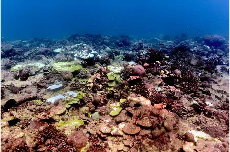 Marine heatwave impact on corals worse than previously thought