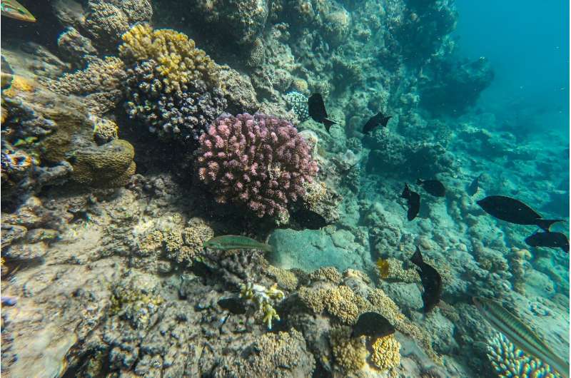 Marine heatwaves can decimate species that cannot migrate to escape intolerably warm waters, notably corals