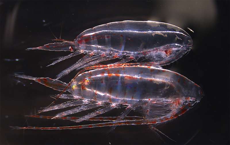 Marine plankton and ecosystems affected by climate change