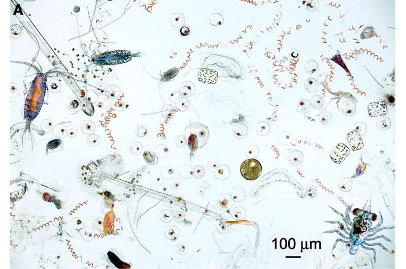 Marine plankton inform the lengthy story of ocean well being, and possibly human too